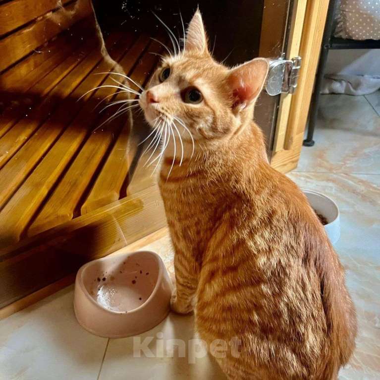 Кошки в Москве: Солнечный рыжий котик ищет добрые руки ☀️ Мальчик, Бесплатно - фото 3