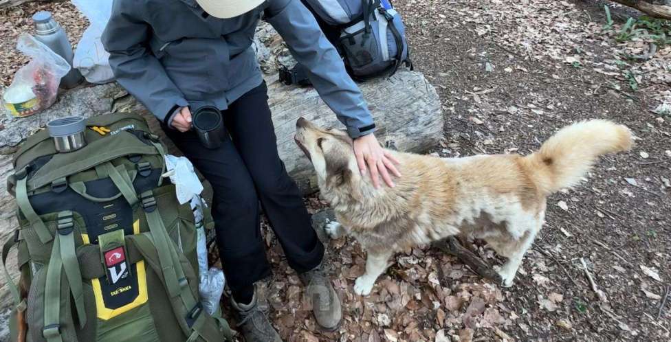 Собаки в других городах Крыма: Найден метис хаски, ищет дом Мальчик, Бесплатно - фото 2