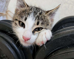 Кошки в Краснодаре: Отдаем котенка в хорошие руки!  Мальчик, Бесплатно - фото 4