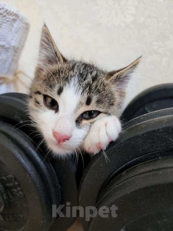 Кошки в Краснодаре: Отдаем котенка в хорошие руки!  Мальчик, Бесплатно - фото 4