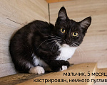 Кошки в Москве: В добрые руки: три черные кошечки Девочка, Бесплатно - фото 4