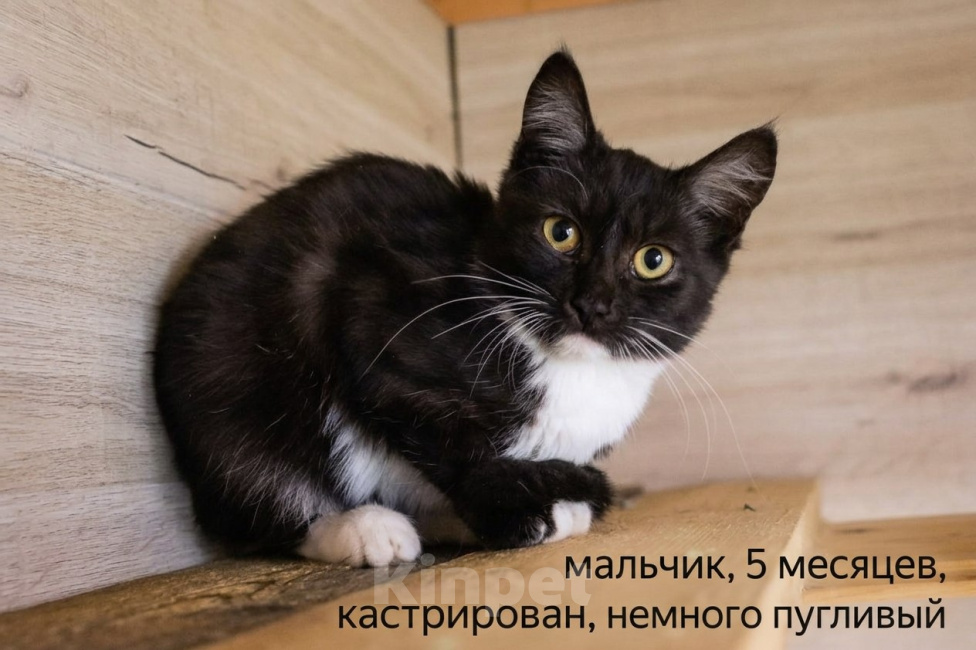 Кошки в Москве: В добрые руки: три черные кошечки Девочка, Бесплатно - фото 4