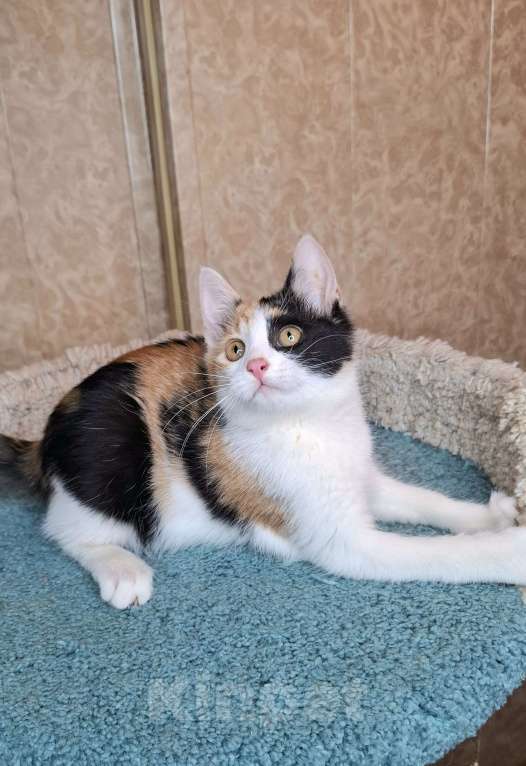 Кошки в Москве: Котёнок с трехцветной мордашкой в добрые руки  Девочка, Бесплатно - фото 9