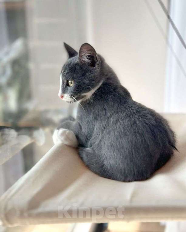 Кошки в Москве: Котенок Гриша ищет дом  Мальчик, Бесплатно - фото 3