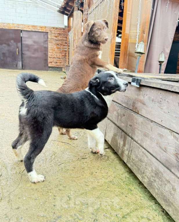 Собаки в других городах Владимирской области: Красавец малыш в лучшие добрые ручки Мальчик, Бесплатно - фото 2