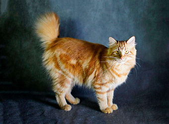 Карельский бобтейл