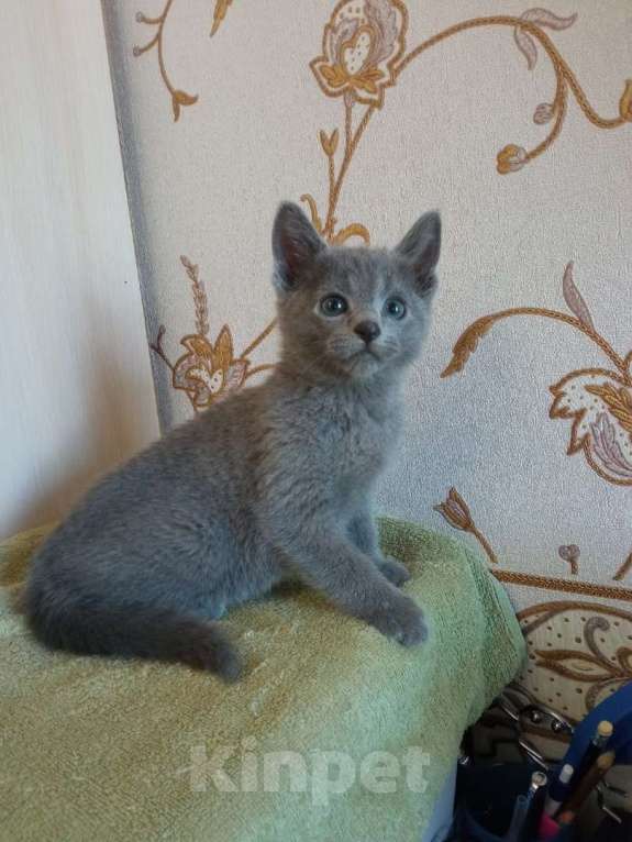 Кошки в Сосновом Бору: Котенок русской голубой Мальчик, 40 000 руб. - фото 4