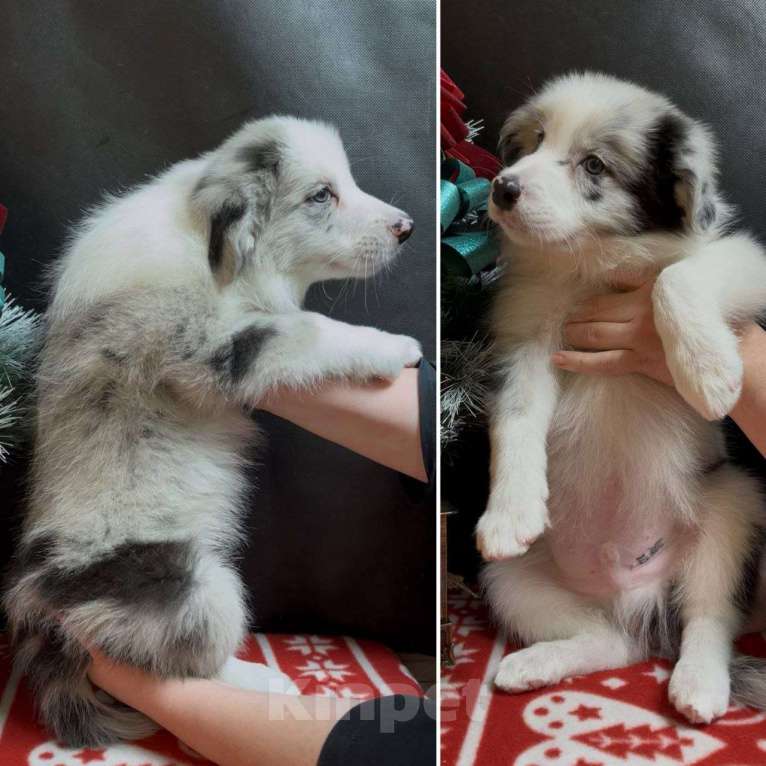 Собаки в других городах Московской области: Бордер колли мраморный щенок Мальчик, 70 000 руб. - фото 3