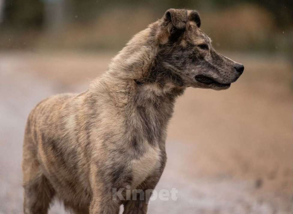 Собаки в других городах Владимирской области: Красивая и добрая собака в добрые руки бесплатно Девочка, Бесплатно - фото 2