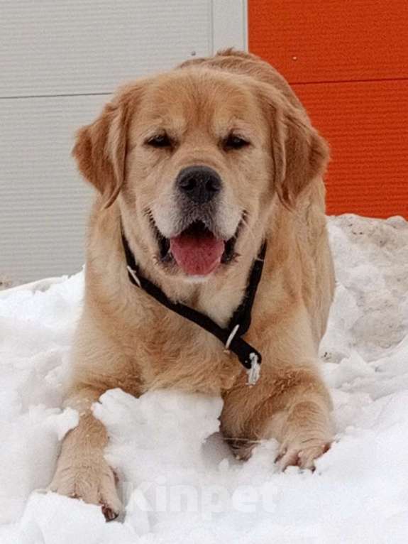 Собаки в Санкт-Петербурге: Чудесные  щенки Золотистый ретривер Мальчик, 60 000 руб. - фото 2