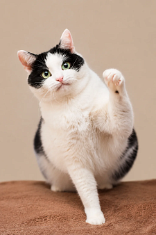 Кошка в дар