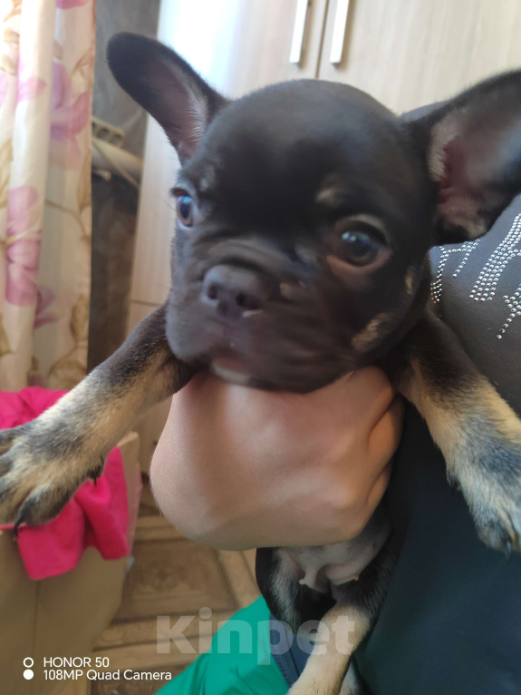 Собаки в других городах Краснодарского края: Щенки французского бульдога Мальчик, 35 000 руб. - фото 2