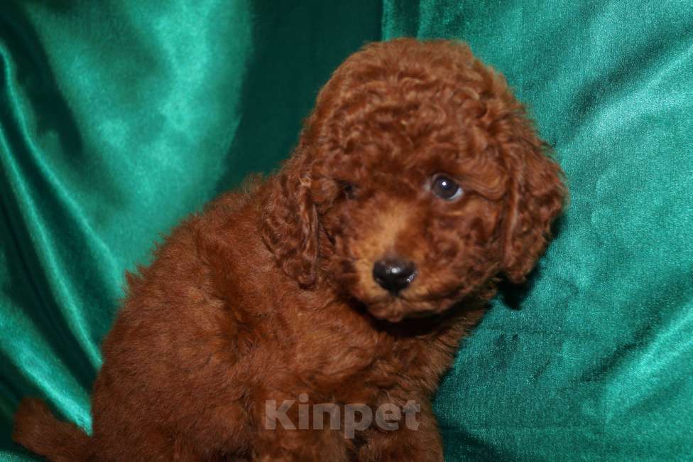 Собаки в Москве: Пудель-щенок деволчка Девочка, 80 000 руб. - фото 6