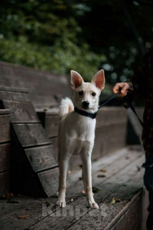 Собаки в Москве: Ищет дом маленькая белая собака Плам (Пломбирка) Девочка, Бесплатно - фото 4