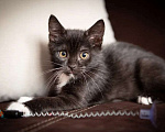 Кошки в Москве: котята в поисках дома Девочка, Бесплатно - фото 2