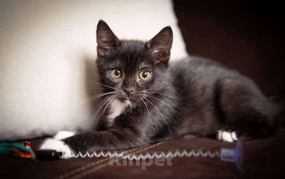 Кошки в Москве: котята в поисках дома Девочка, Бесплатно - фото 2