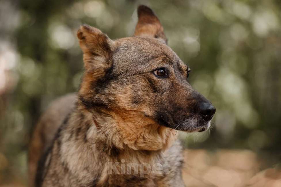 Собаки в Москве: Ирида Девочка, Бесплатно - фото 3