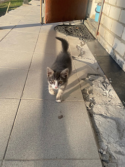 Котенок ищет хозяев