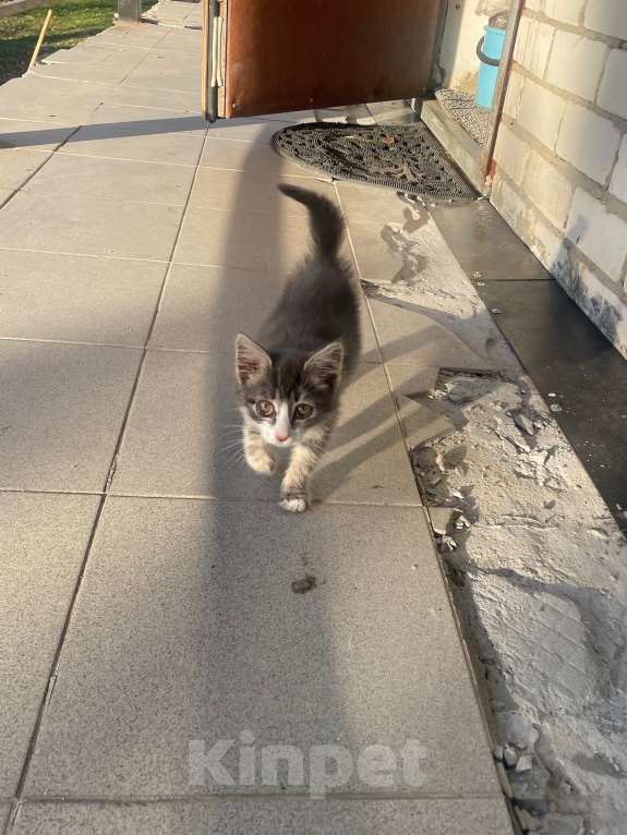 Кошки в Зеленодольске: Котенок ищет хозяев Девочка, Бесплатно - фото 1