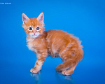 Кошки в других городах Карелии: Котенок мейн-кун мальчик Мальчик, 45 000 руб. - фото 4
