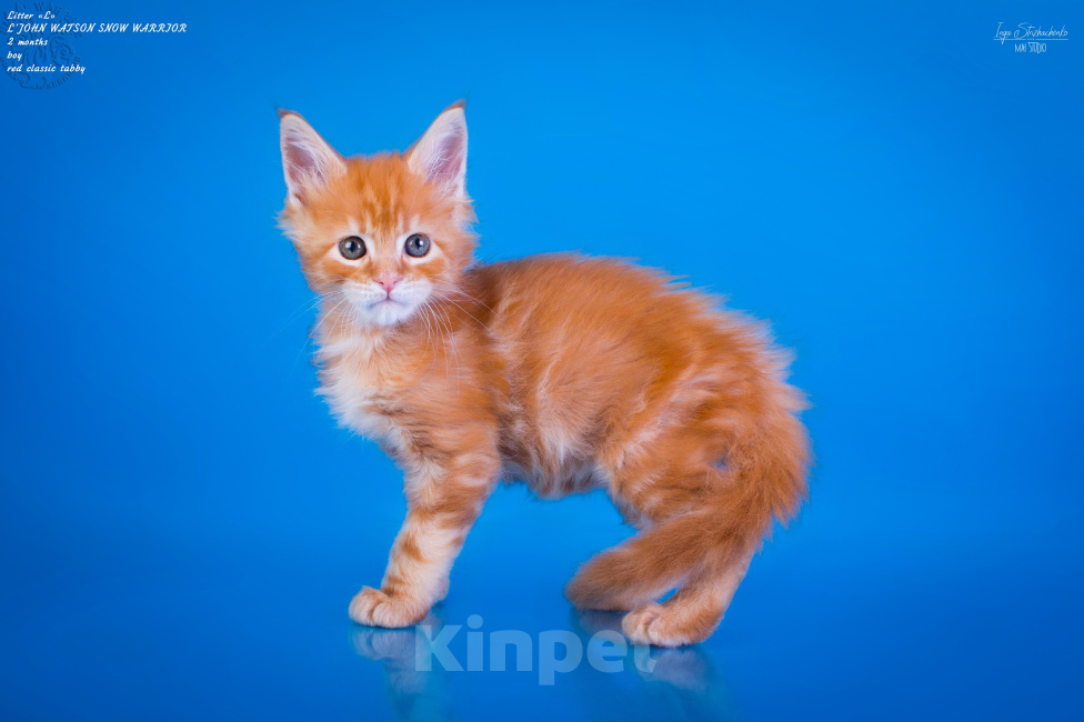 Кошки в других городах Карелии: Котенок мейн-кун мальчик Мальчик, 45 000 руб. - фото 4