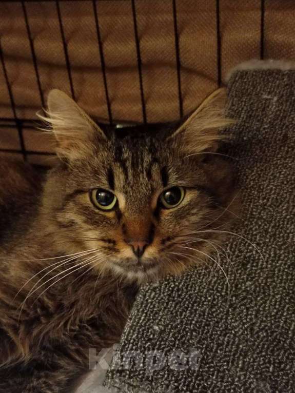 Кошки в Москве: Тимоха Мальчик, Бесплатно - фото 7