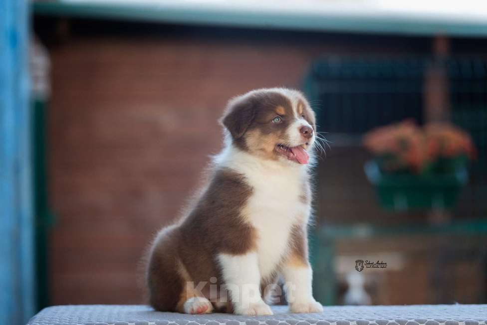 Собаки в Москве: австралийская овчарка аусси Девочка, 100 000 руб. - фото 6