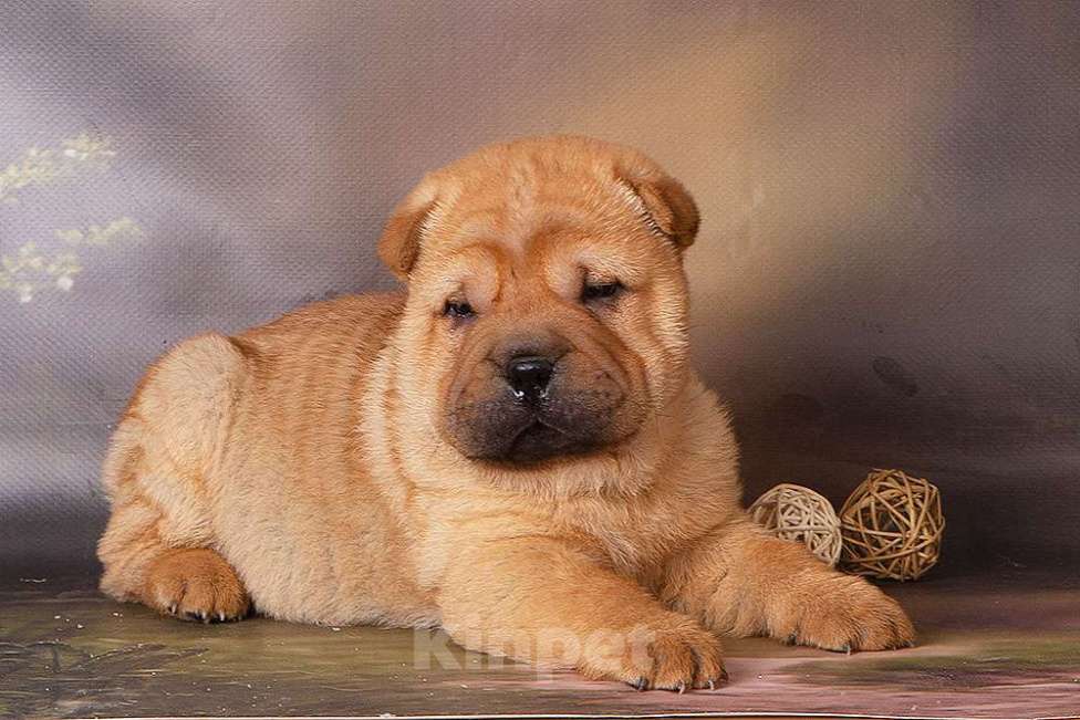 Собаки в Москве: Щенок шарпея СимСимыч Мальчик, 25 000 руб. - фото 2