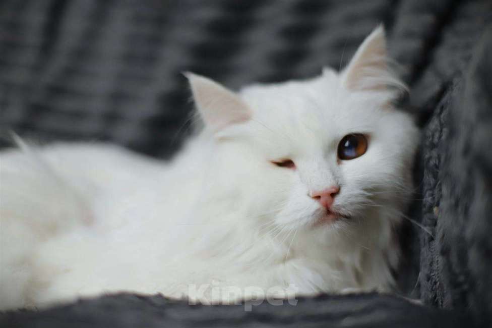 Кошки в Балашихе: Сапфир Мальчик, Бесплатно - фото 1