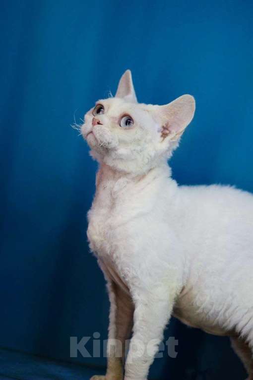 Кошки в Севастополе: Девон-рекс кот Мальчик, 35 000 руб. - фото 1