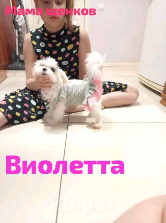 Собаки в Липецке: Мальтийская болонка щенки микро  Девочка, 10 руб. - фото 7