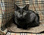 Кошки в Санкт-Петербурге: Черная кошка в добрые руки Девочка, Бесплатно - фото 3
