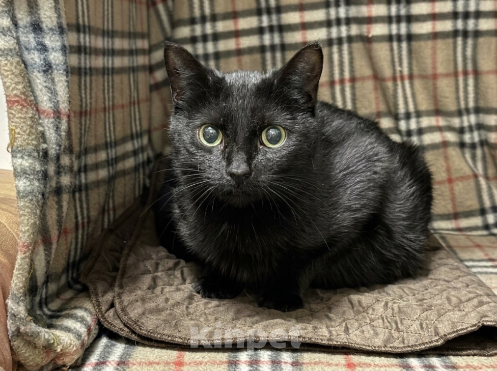 Кошки в Санкт-Петербурге: Черная кошка в добрые руки Девочка, Бесплатно - фото 3