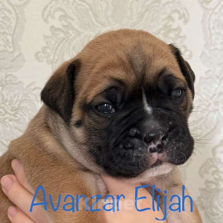 Собаки в Всеволожске: Континентальный бульдог РКФ Питомник Девочка, 150 000 руб. - фото 7