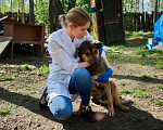 Собаки в Москве: Альма Девочка, Бесплатно - фото 4