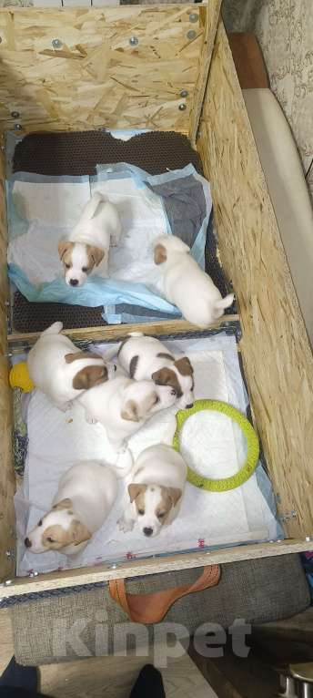 Собаки в Липецке: Порода:  джек-рассел-терьер Девочка, Бесплатно - фото 6