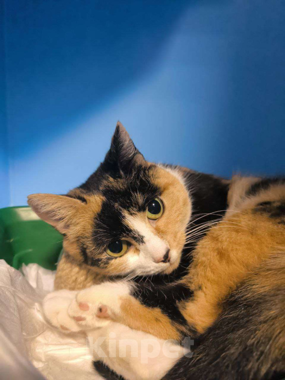Кошки в Москве: Ласковая трехцветка в добрые руки  Девочка, Бесплатно - фото 1