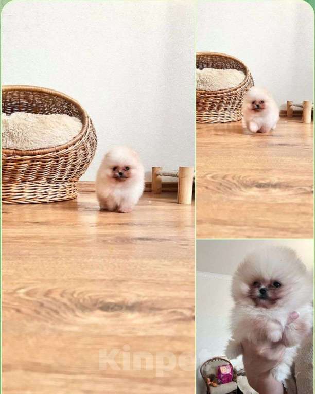 Собаки в Павловском Посаде: Мальчик померанского шпица,  Мальчик, 70 000 руб. - фото 2