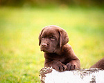 Собаки в Москве: Лабрадор шоколадный, девочка мальчик, РКФ Мальчик, 60 000 руб. - фото 10