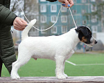 Собаки в Санкт-Петербурге: Щенки джек рассел терьера, 35 000 руб. - фото 1