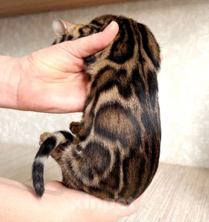 Кошки в Москве: Клубные бенгальские котята - девочка Девочка, 50 000 руб. - фото 1