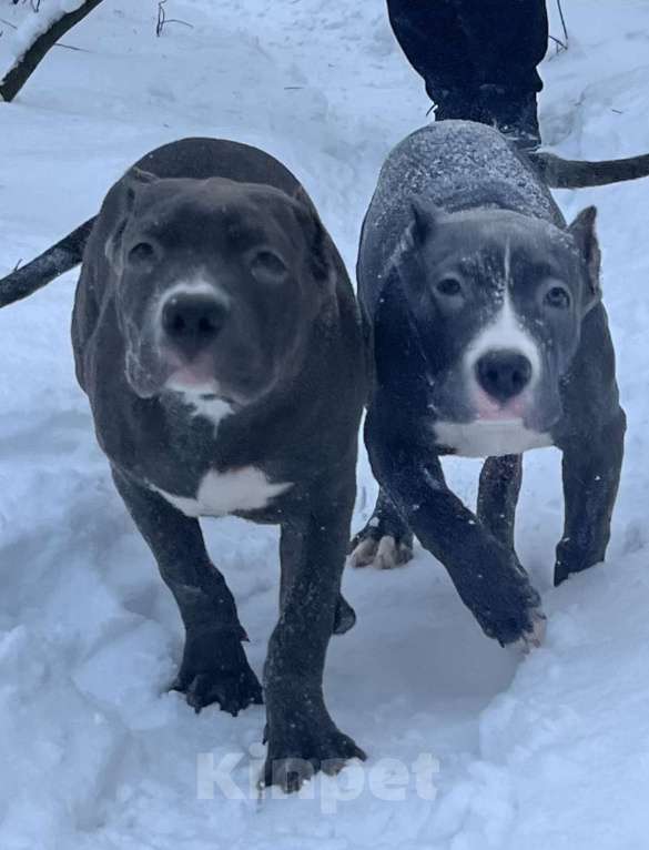 Собаки в Мурманске: Американский булли Девочка, Бесплатно - фото 3