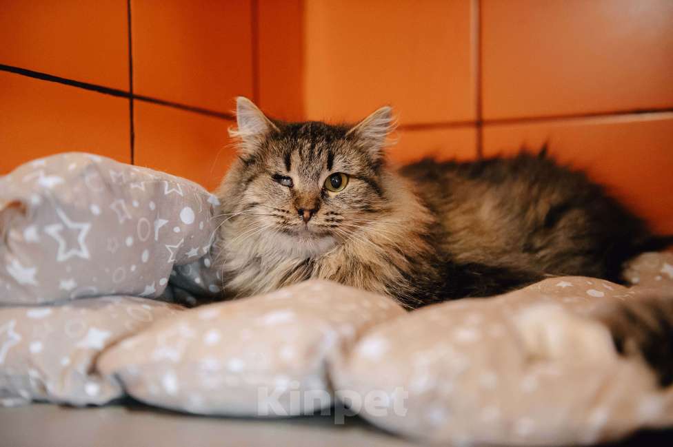 Кошки в других городах Московской области: Лакрица мечтает найти свой дом Девочка, Бесплатно - фото 2