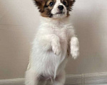 Собаки в Оренбурге: Породный щенок папийона  Мальчик, 40 000 руб. - фото 3