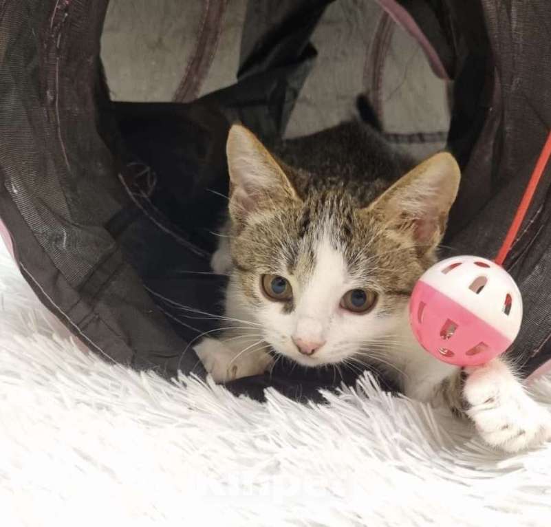 Кошки в Санкт-Петербурге: Котенок мальчик Марсик  Мальчик, Бесплатно - фото 4