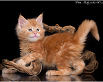 Кошки в Краснодаре: Мейн-кун котята Мальчик, 45 000 руб. - фото 2