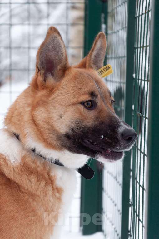 Собаки в Ногинске: Благородная девица Марфа Васильна ищет покровителей и почитателей! Готова украсить ваше имение Девочка, Бесплатно - фото 6