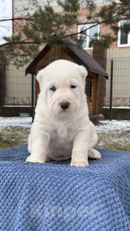 Собаки в Красноярске: Девочка Девочка, 40 000 руб. - фото 1