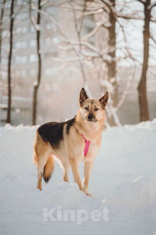 Собаки в Москве: Пеппи ищет дом. И ждёт его всей душой. Девочка, Бесплатно - фото 1