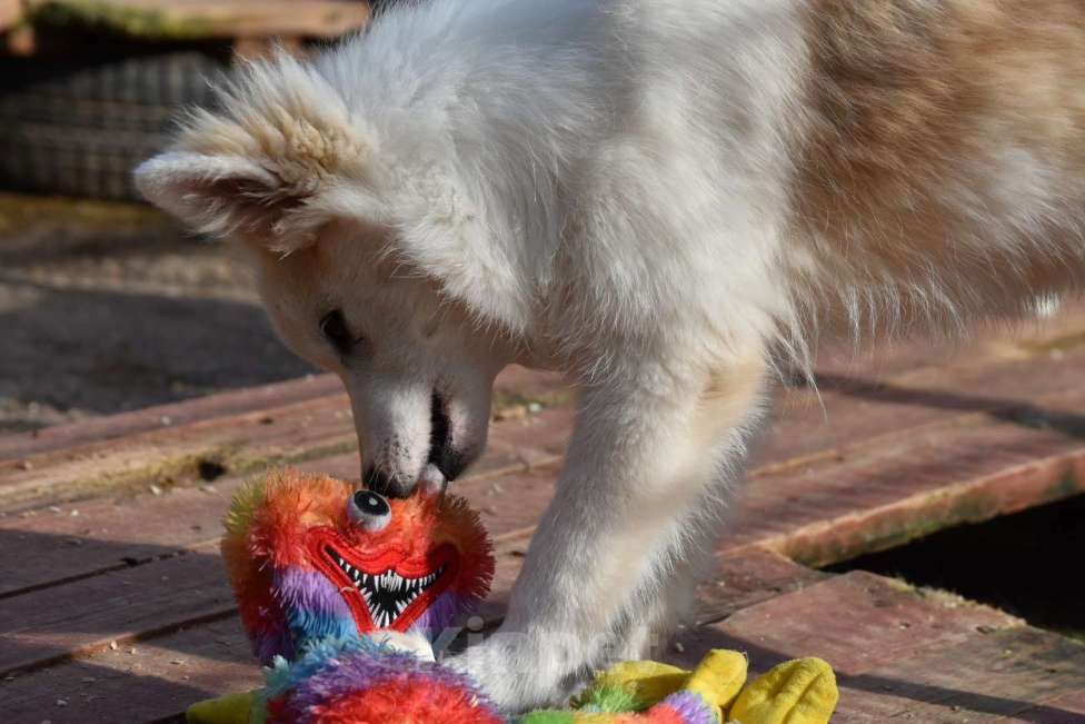 Собаки в Москве: Ненецкая оленегонная лайка, кобель Амур. Мальчик, 60 000 руб. - фото 6